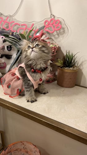 سكوتش ستريت مكس هملايا شامل المستلزمات