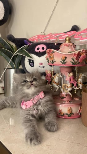 سكوتش ستريت مكس هملايا شامل المستلزمات