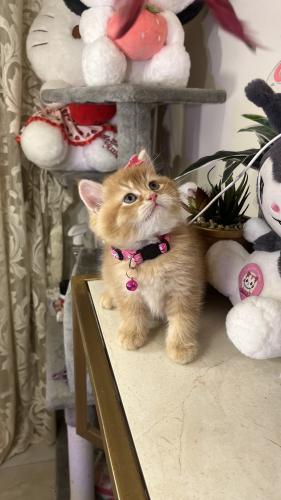 سكوتش ستريت قولد بيور شامل المستلزمات