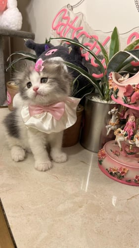 ربطة عنق للقطط بفيونكه ورديه