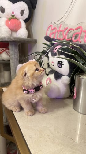 سكوتش فولد بيور شامل المستلزمات