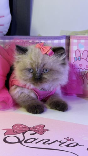 بيرشن مكس هملايا لينكس شامل المستلزمات