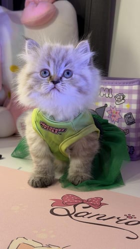 بيرشن مكس هملايا لينكس شامل المستلزمات