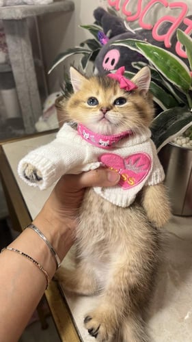 سكوتش ستريت بيور شامل المستلزمات