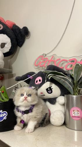 راغدول مستوى عالي بيور شامل المستلزمات