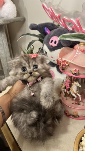 سكوتش فولد مكس بيكي فيس شامل المستلزمات