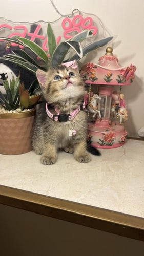 سكوتش ستريت بيور شامل المستلزمات