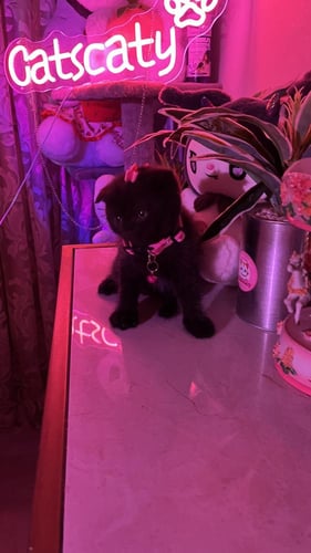 سكوتش فولد بيور شامل المستلزمات