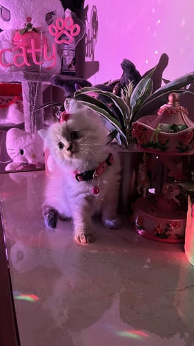 سكوتش ستريت مكس هملايا شامل المستلزمات