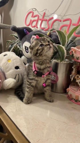 سكوتش فولد شامل المستلزمات