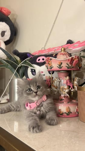 سكوتش ستريت مكس هملايا شامل المستلزمات