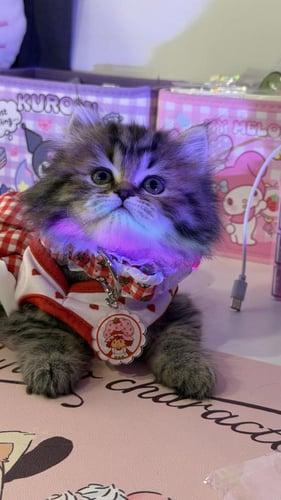 بيرشن مكس هملايا لينكس شامل المستلزمات