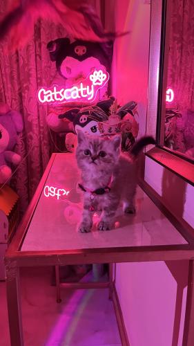 سكوتش مكس هملايا شامل المستلزمات