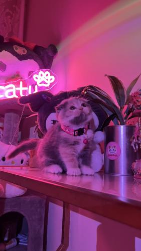 سكوتش فولد بيور ديلووت كاليكو شامل المستلزمات