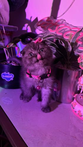 سكوتش فولد قري وذ بلاك شامل المستلزمات