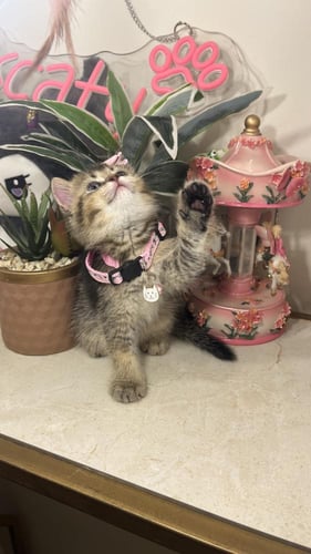 سكوتش ستريت بيور شامل المستلزمات