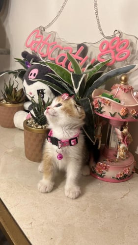 بيرشن مكس سكوتش فولد شامل المستلزمات