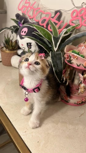 بيرشن مكس سكوتش فولد شامل المستلزمات