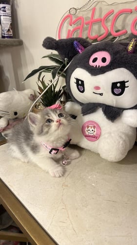 سكوتش مكس هملايا شامل المستلزمات