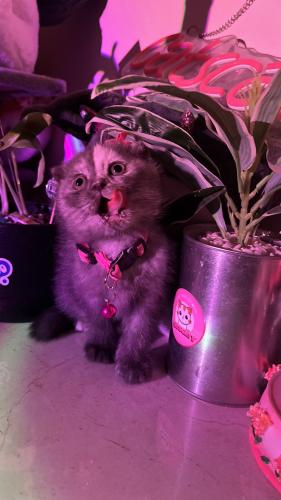 سكوتش فولد بلو تورتي بيور شامل المستلزمات