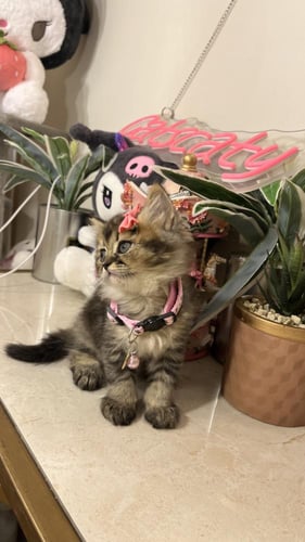 سكوتش ستريت لونق هير بيور شامل المستلزمات