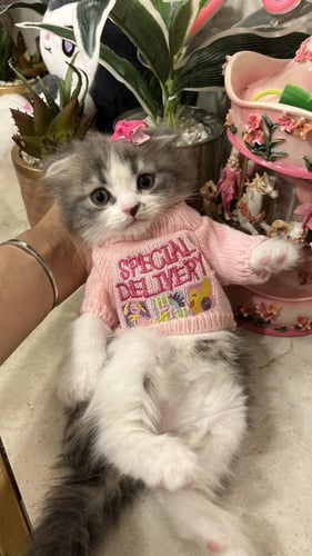 سكوتش فولد لونق هير شامل المستلزمات