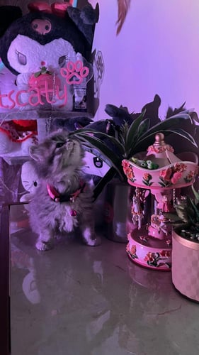 سكوتش ستريت مكس هملايا شامل المستلزمات