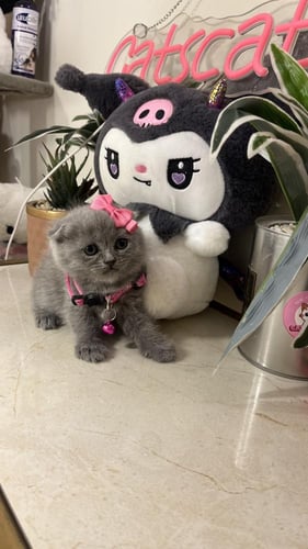 سكوتش مكس هملايا شامل المستلزمات