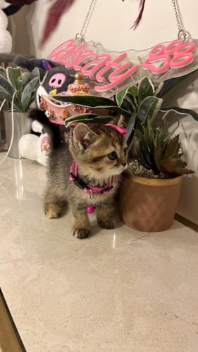 سكوتش ستريت بيور شامل المستلزمات