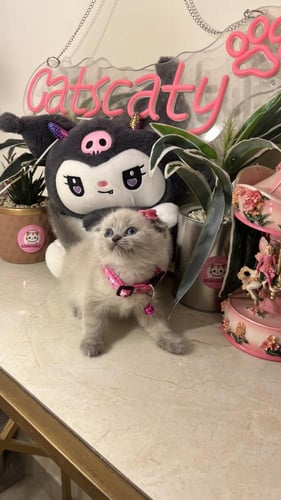 سكوتش مكس هملايا شامل المستلزمات