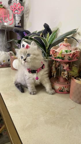 سكوتش ستريت مكس هملايا شامل المستلزمات