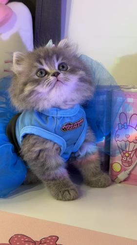 بيرشن مكس هملايا لينكس شامل المستلزمات