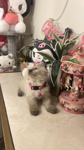 هملايا بيور شامل المستلزمات