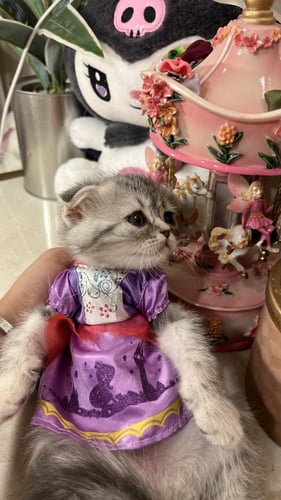 سكوتش تربل فولد بيور شامل المستلزمات