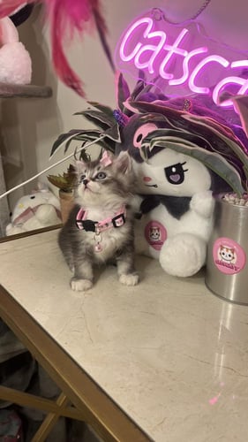 هملايا مكس سكوتش شامل االمستلزمات