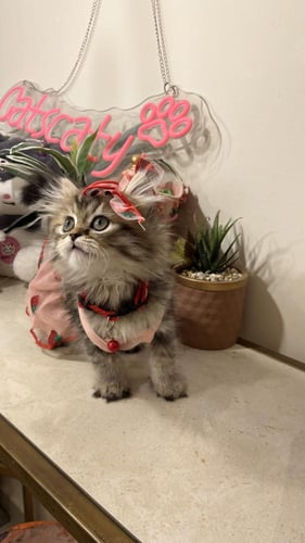 سكوتش ستريت مكس هملايا شامل المستلزمات