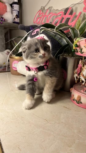 سكوتش فولد بيور ديلووت كاليكو شامل المستلزمات