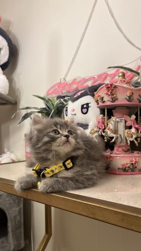 هملايا بيور شامل المستلزمات