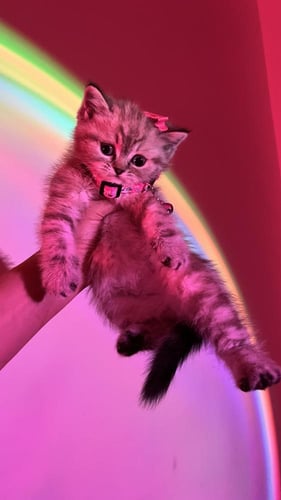 سكوتش مكس هملايا شامل المستلزمات