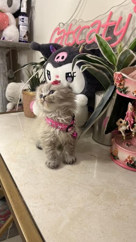 سكوتش مكس هملايا شامل المستلزمات(اطراف قصيره)