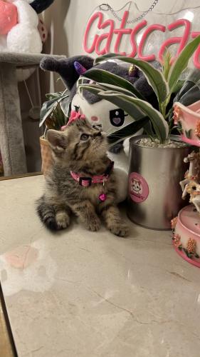 سكوتش ستريت شامل المستلزمات