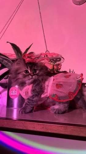 سكوتش سنقل فولد لونق هير شامل المستلزمات