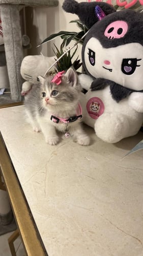 سكوتش مكس هملايا شامل المستلزمات