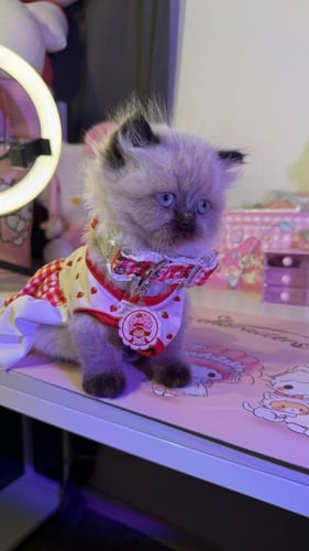 بيرشن مكس هملايا لينكس شامل المستلزمات