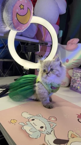 بيرشن مكس هملايا لينكس شامل المستلزمات