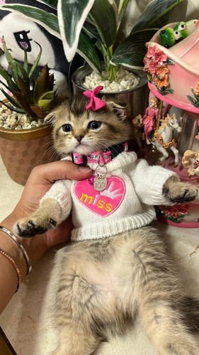 سكوتش تربل فولد بيور شامل المستلزمات