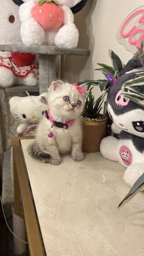 سكوتش فولد مكس راغدول شامل المستلزمات