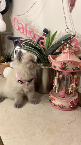 هملايا بيور شامل المستلزمات