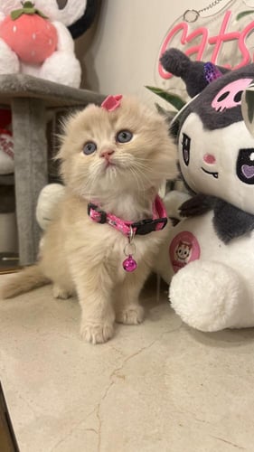 سكوتش فولد بيور شامل المستلزمات