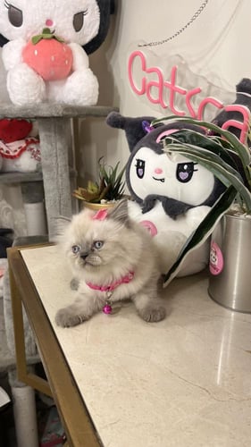 هملايا بيور شامل المستلزمات